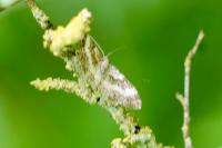 Epirrhoe alternata