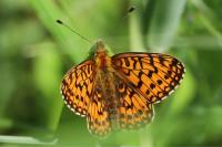 Boloria selene