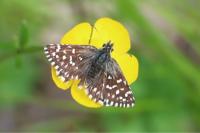 Pyrgus malvae