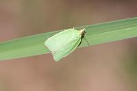 Tortrix viridana