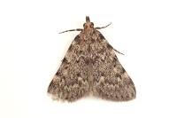 Aglossa pinguinalis