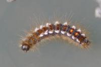 Euproctis chrysorrhoea