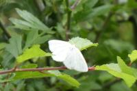 Idaea subsericeata