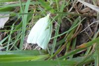 Tortrix viridana