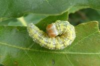 Polyploca ridens