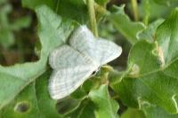 Idaea subsericeata
