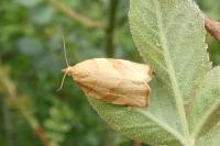 Pandemis cerasana