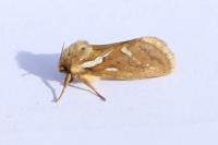 Korscheltellus lupulinus