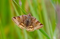 Euclidia glyphica