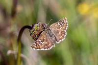 Pyrgus serratulae