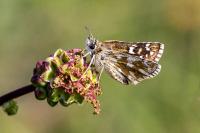Pyrgus serratulae