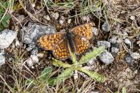 Melitaea phoebe