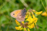 Coenonympha pamphilus