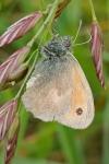 Coenonympha pamphilus