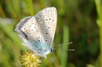 Polyommatus icarus