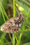 Boloria dia