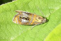Olethreutes arcuella