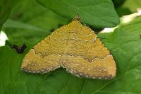 Camptogramma bilineata