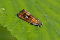 Olethreutes arcuella