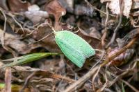 Tortrix viridana
