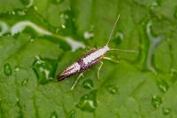 Argyresthia spinosella