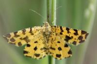 Pseudopanthera macularia