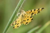Pseudopanthera macularia