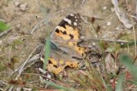 Vanessa cardui