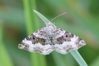 Epirrhoe alternata