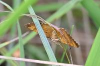 Camptogramma bilineata