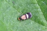 Ectoedemia