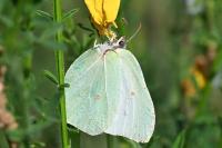 Gonepteryx rhamni