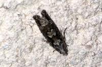 Zeiraphera isertana