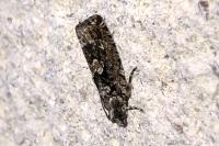 Zeiraphera isertana