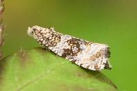 Celypha lacunana