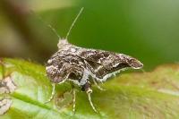 Anthophila fabriciana