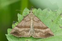 Hypena proboscidalis
