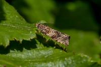 Celypha rurestrana