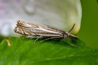 Crambus lathoniellus