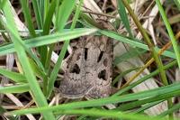 Agrotis exclamationis