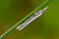 Crambus pascuella