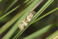 Aethes hartmanniana