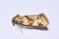 Aethes hartmanniana