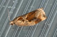 Archips crataegana