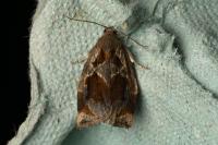 Archips crataegana
