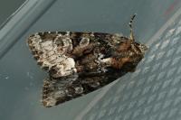 Oligia