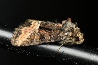 Oligia