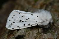 Spilosoma lubricipeda