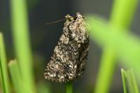 Acronicta rumicis