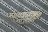 Idaea seriata